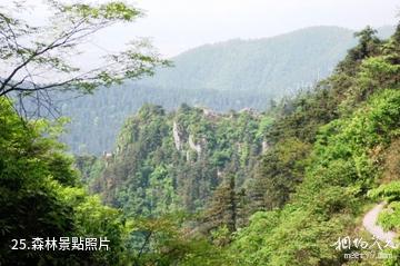 武岡雲山國家森林公園-森林照片