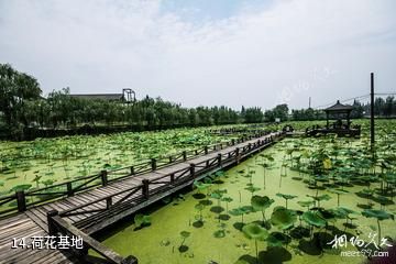 德阳中国绵竹年画村-荷花基地照片