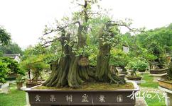 贵州黄果树瀑布旅游攻略之盆景园