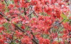 大连龙王塘樱花园旅游攻略之红色樱花