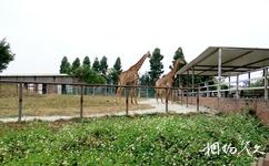 东莞香市动物园旅游攻略之长颈鹿