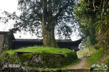 福建茫荡山风景区-晴雨树照片
