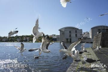 冰島特約寧湖-海鷗照片