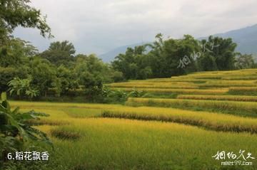 云南哀牢山国家级自然保护区-稻花飘香照片