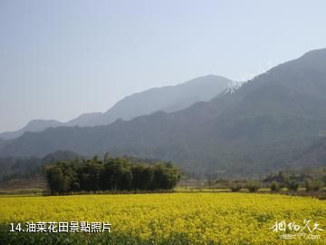 仙居官坑風景區-油菜花田照片