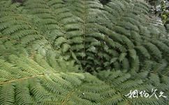 新西兰阿贝尔·塔斯曼国家公园旅游攻略之银蕨