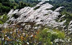 昆嵛山國家森林公園旅遊攻略之蘆葦迎風