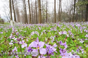 南京平山森林公園-水漾年華情侶園照片