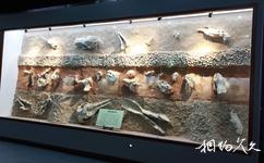 蘭州大學博物館校園概況之古生物化石展