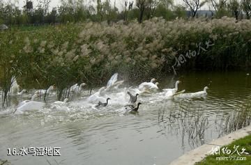 天津海河故道公园游乐园-水鸟湿地区照片