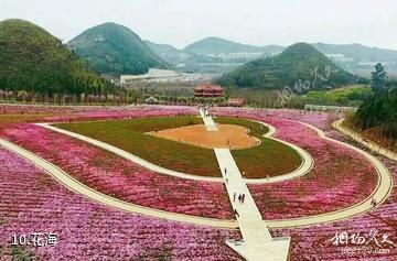 兴义贵州醇景区-花海照片