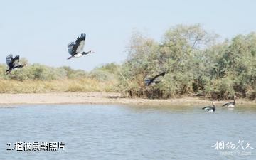 塞內加爾朱賈國家鳥類保護區-植被照片