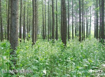 日照海濱國家森林公園-水杉林照片