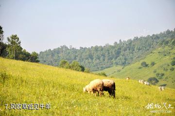陕西关山草原风景名胜区-风吹草低见牛羊照片