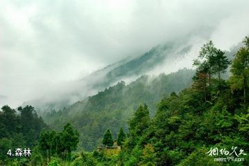 陕西青木川国家级自然保护区-森林照片