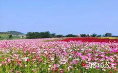 钦州北部湾花卉小镇旅游攻略之花海