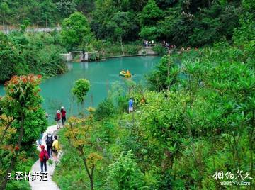 百色大王岭-森林步道照片