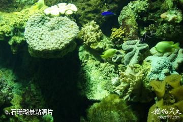 連雲港連島海底世界-石珊瑚照片