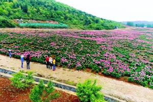 湖北荊門京山曹武旅遊攻略-曹武鎮景點排行榜