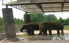 上海野生动物园旅游攻略之大象区