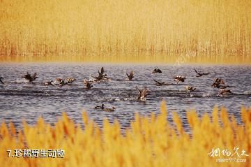敦煌西湖国家级自然保护区-珍稀野生动物照片
