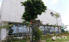 廈門奧林匹克博物館旅遊攻略之兩岸一家親古樹