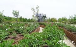 上海辰山植物园旅游攻略之植物迷宫