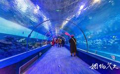 重慶漢海海洋公園旅遊攻略之海底隧道