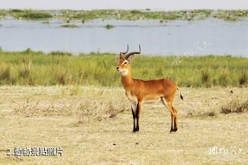 南蘇丹博馬國家公園-動物照片