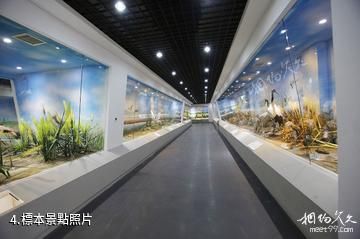 青島濱海學院世界動物標本藝術館-標本照片