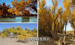 额济纳胡杨林驴友相册