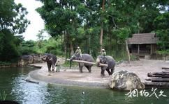 新加坡動物園旅遊攻略之亞洲大象園