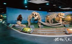河南省地质博物馆旅游攻略之象化石