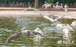 廣州鱷魚公園旅遊攻略之鵜鶘放飛展示
