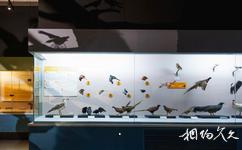 青藏高原自然博物館旅遊攻略之鳥類廳