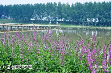 台儿庄运河湿地公园-湿地植物观赏区照片
