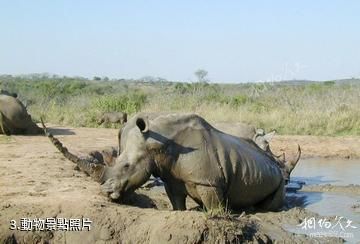 中非馬諾沃-貢達聖弗洛里斯國家公園-動物照片