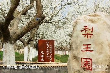 蒼溪梨文化博覽園-百年老樹園照片