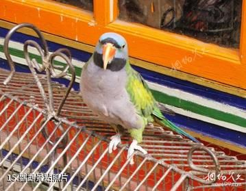 拉薩楚布寺-鸚鵡照片