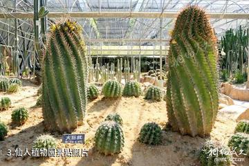 三亞南天熱帶植物園-仙人植物園照片