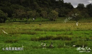 澳大利亞卡卡杜國家公園-飛鳥照片