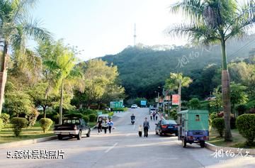 廣東神光山國家森林公園-森林照片