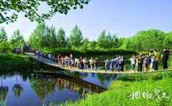 黑龍江綏棱林業局生態文化旅遊攻略之弔橋