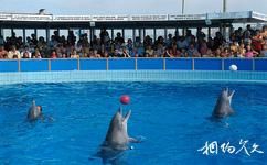 意大利里米尼市旅游攻略之海豚表演