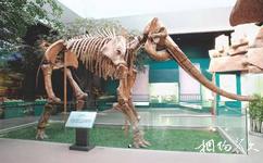 甘肅省博物館旅遊攻略之黃河古象
