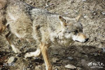 新疆天山野生动物园-狼区照片