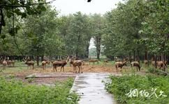 江苏大丰麋鹿自然保护区旅游攻略之麋鹿园