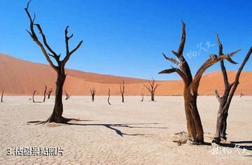 納米比亞死亡谷-枯樹照片