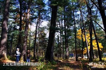 鶴崗國家森林公園-紅松原始森林照片
