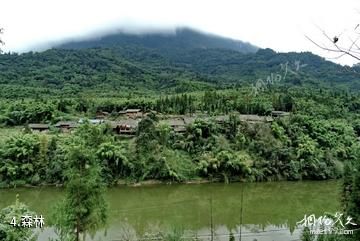 雅安周公山旅游景区-森林照片
